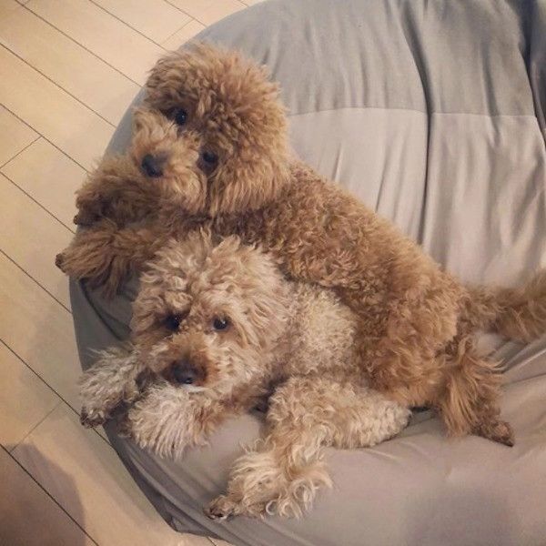 トイ・プードル