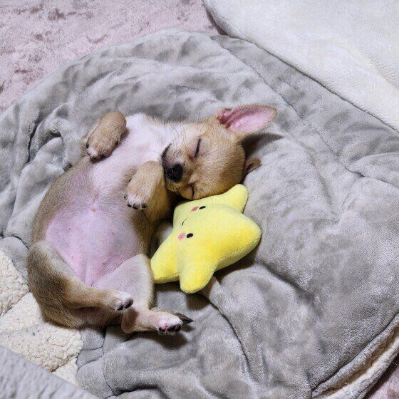 へそ天で眠るパピー