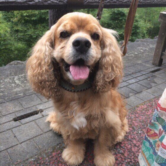 笑顔のアメリカン・コッカー・スパニエル