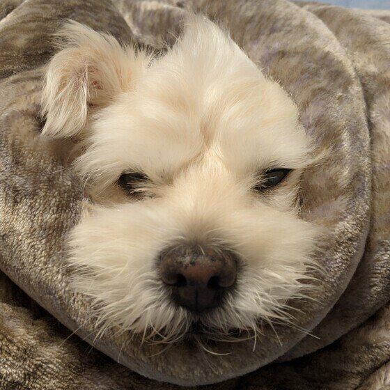 毛布にくるまるメリーちゃん