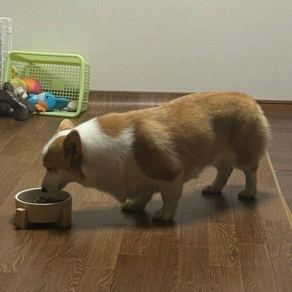 1才6カ月になったピノちゃん