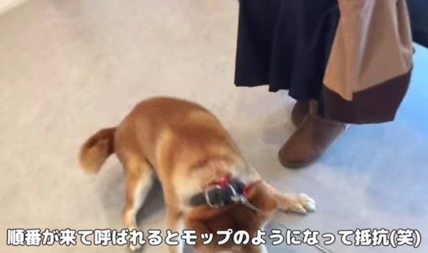 柴犬