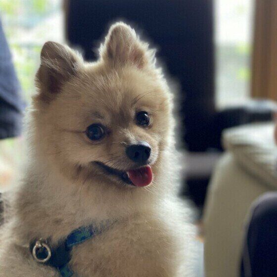 飼い主さんを振り向くポメラニアン