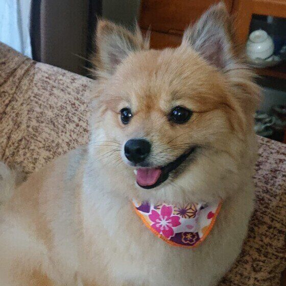 ポメラニアンの小夏ちゃん