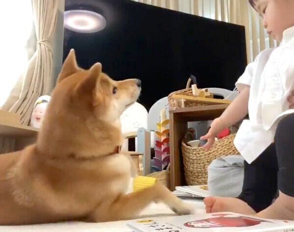妹ちゃんを見つめるりんご郎くん