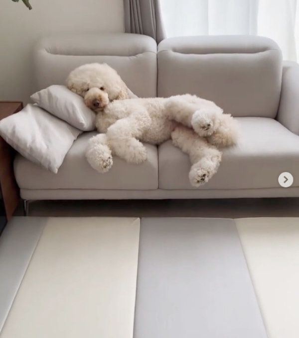 ソファでまったりするスタンダード・プードル