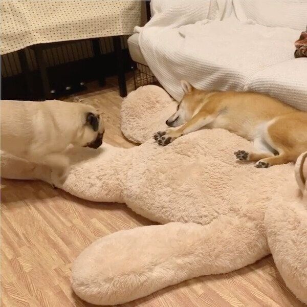 アキちゃんにおやすみの挨拶をするラルくん