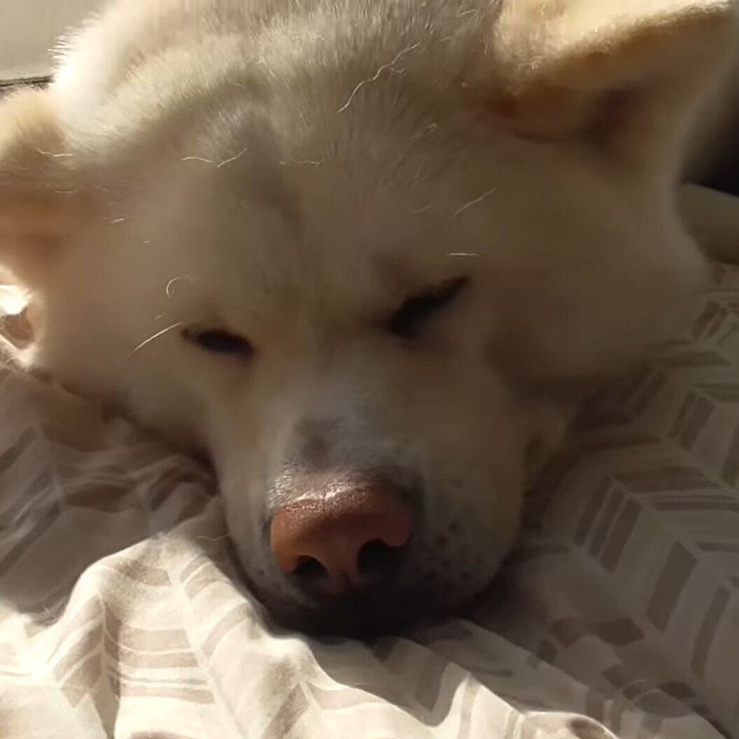 まどろんでいるゆうき君