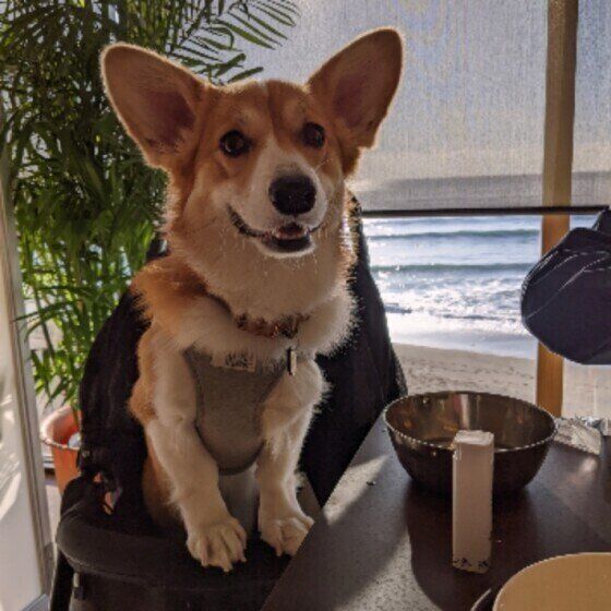 ゴハンを食べるウェルシュ・コーギー・カーディガンの女の子