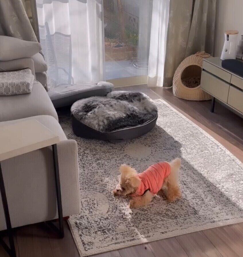 ソファを上手く回避して走るくるみたん