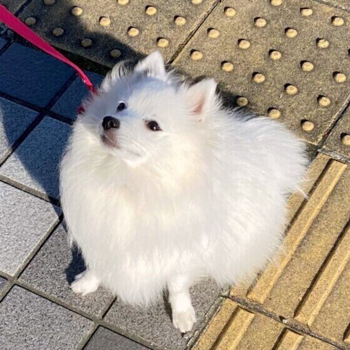 犬が散歩中に飛びついてくるのはなぜ 飛びつき対策もご紹介 いぬのきもちweb Magazine 犬が散歩中に飛びついてくるのはなぜ 飛びつき対策もご紹介 いぬのきもちweb Magazine