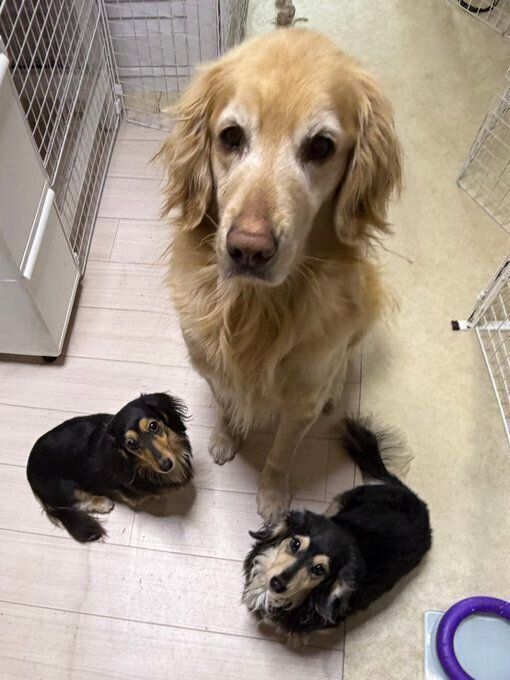 飼い主さんをかわいらしく見上げるゴールデンレトリーバー、ダックスフンド