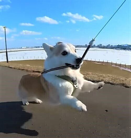走るコーギー