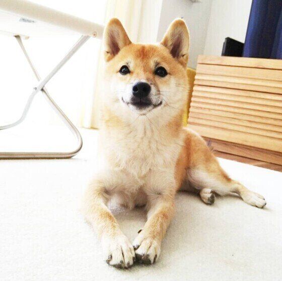 柴犬の茶葉ちゃん