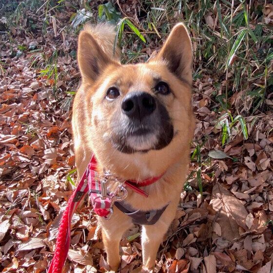 MIXの茶豆ちゃん