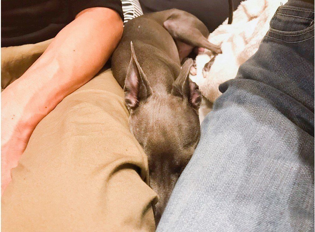 仲間にいれてほしいティーポちゃん