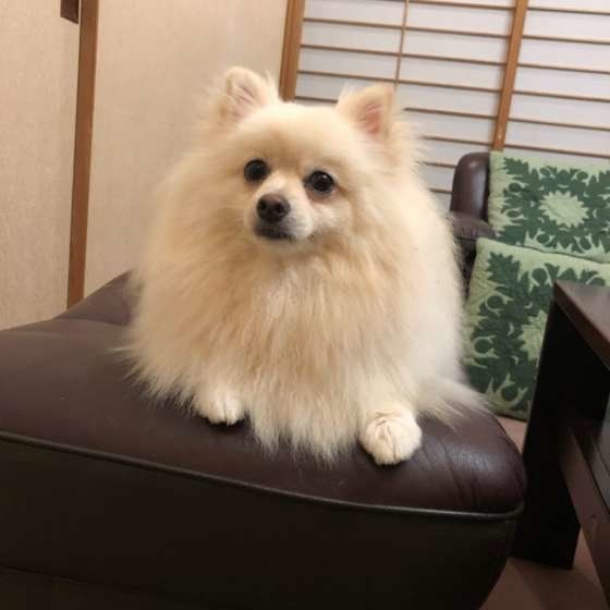 ポメラニアンのハッピーくん