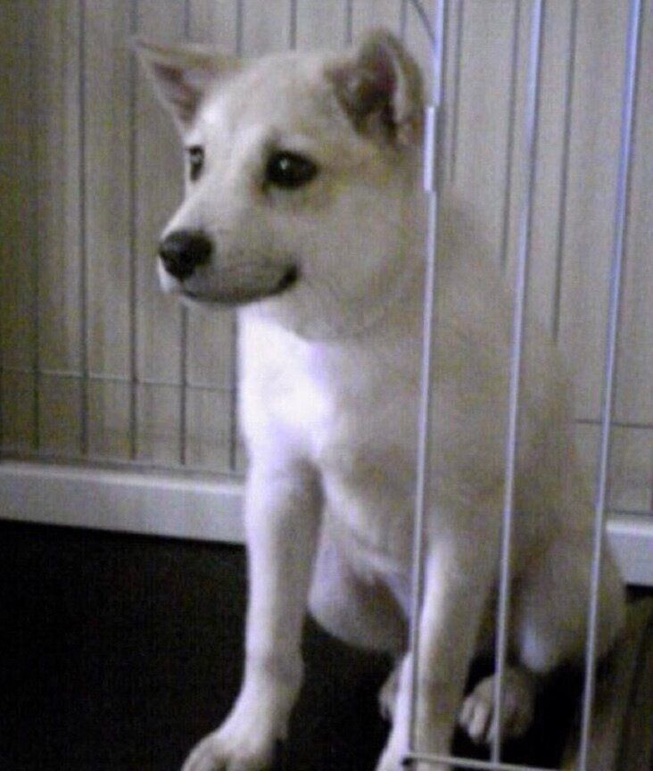 お迎え当時のしずくちゃん