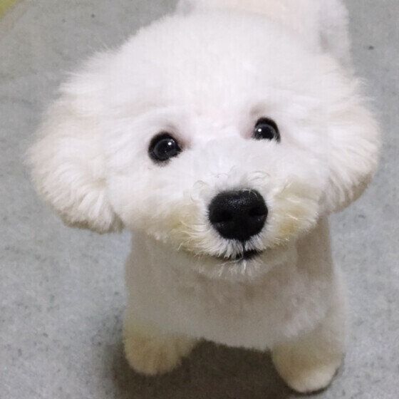犬にとって水を飲むことが大切なワケ 寒い季節も犬の水分補給を忘れずに! いぬのきもち