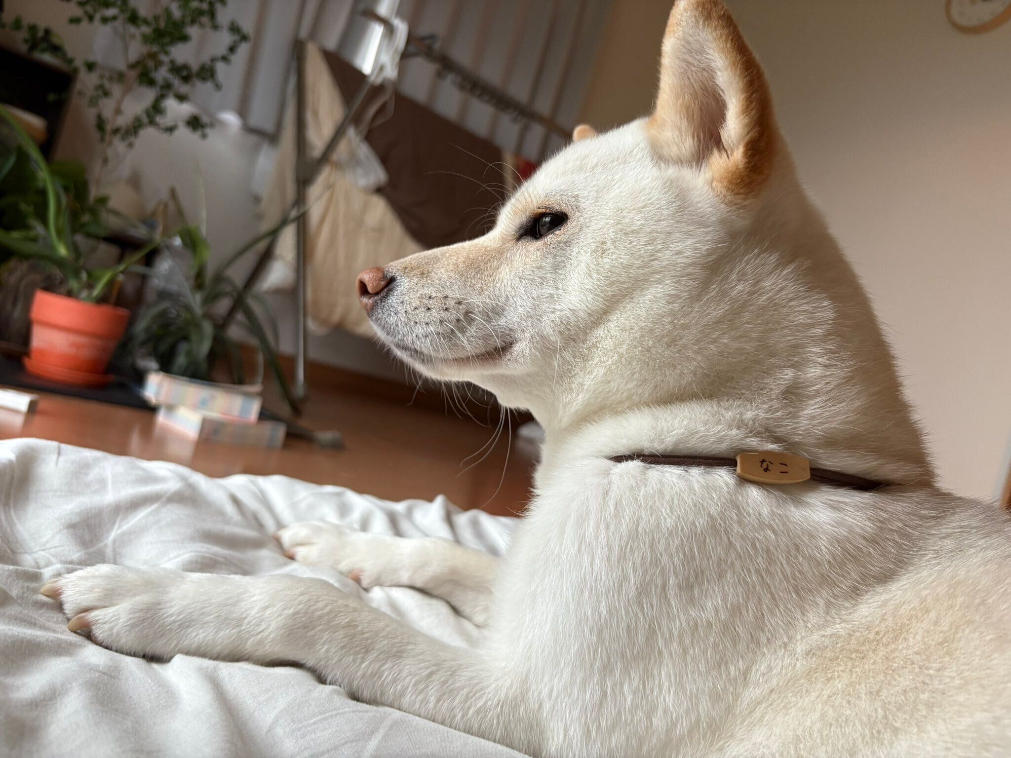 くつろぐなこちゃん