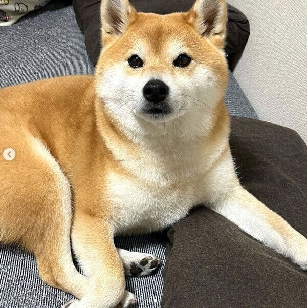 ベッドの上で飼い主さんのことを待つ文太くん