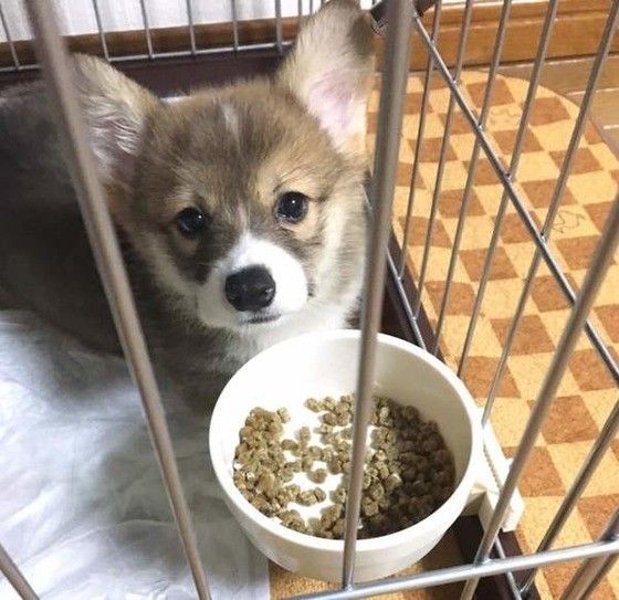 コーギーの赤ちゃん