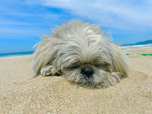 シーズー犬マンガてんぽshihtzu