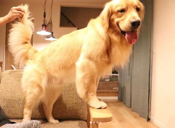 舌を出すゴールデン・レトリーバー