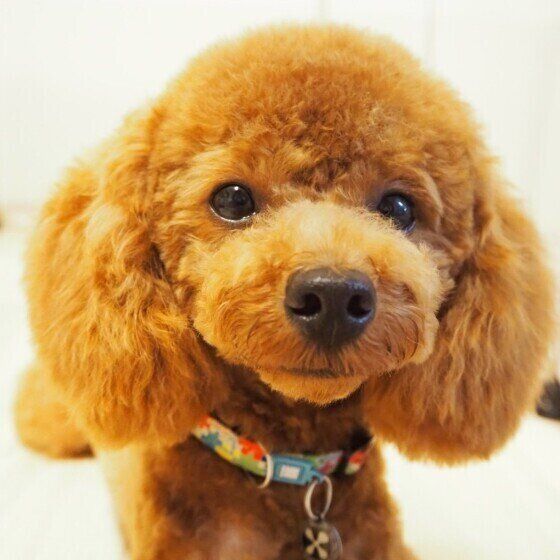 21年版 犬と電車に乗る際のルール 飼い主体験談や東京の主要鉄道会社の料金も いぬのきもちweb Magazine