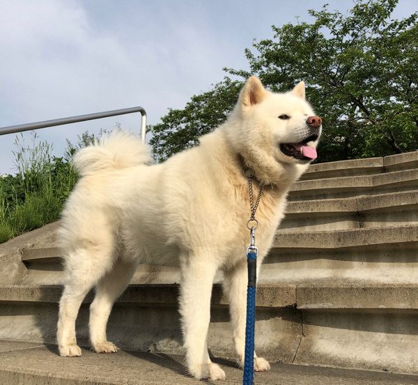 お散歩中にストライキを起こす秋田犬