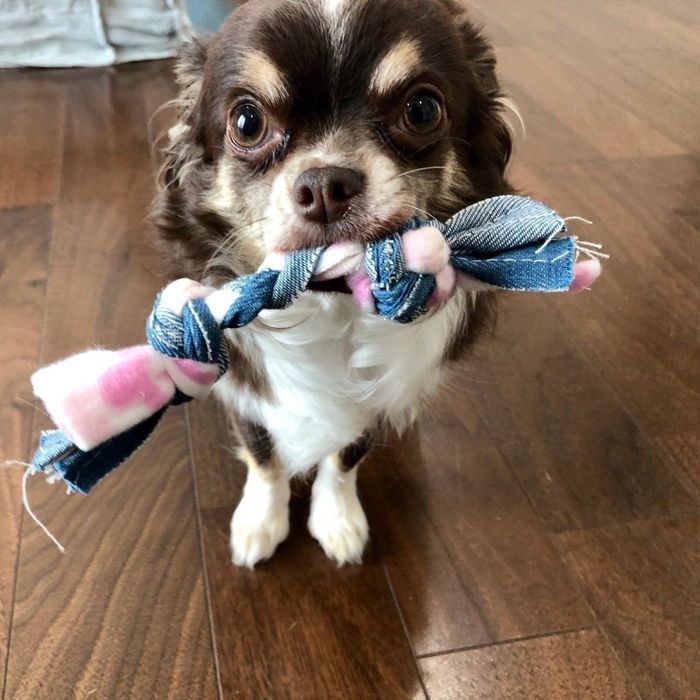 『デンタルロープ デニムボーン』をくわえるチワワ