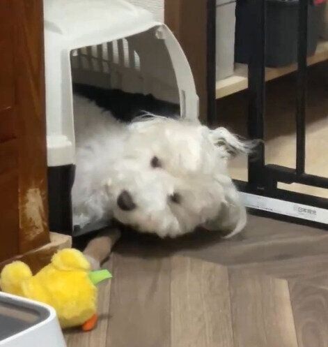 目を覚ますしびれくん