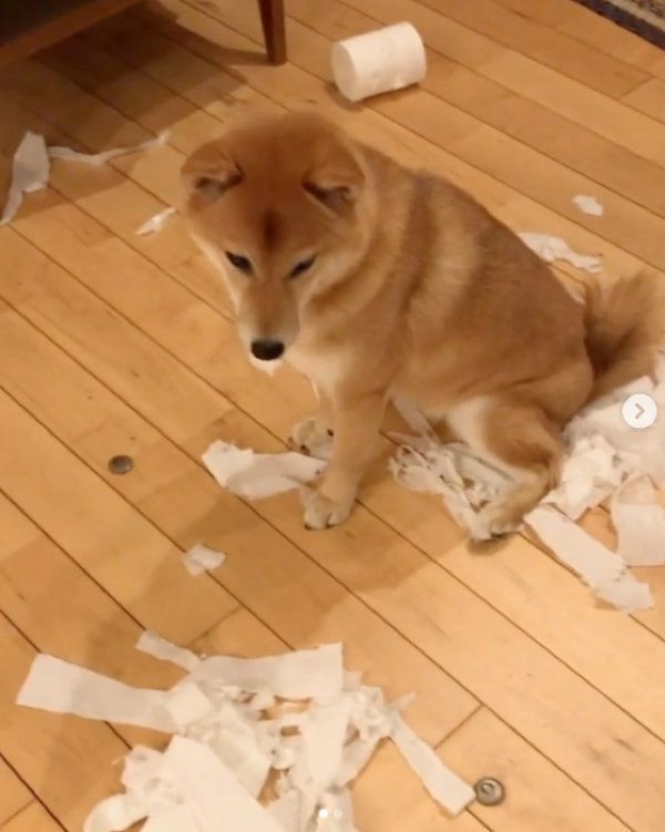 イタズラをする柴犬