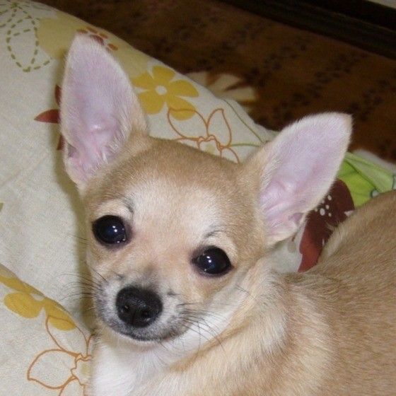 スムースコートチワワ3