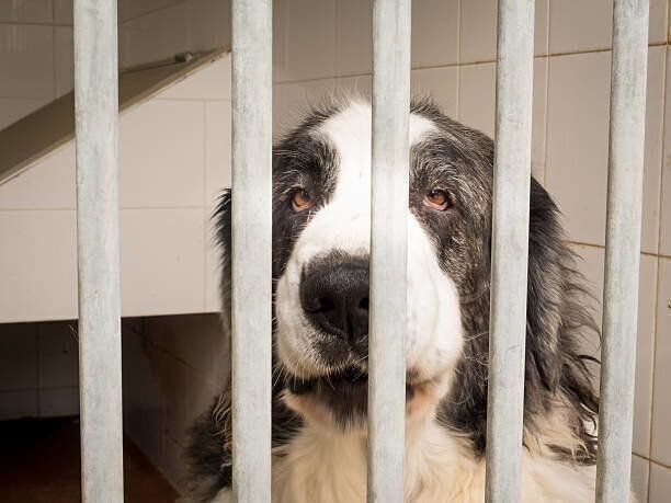 ピレニアン・マスティフ