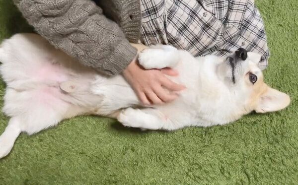 ナデナデしてもらうくまくん