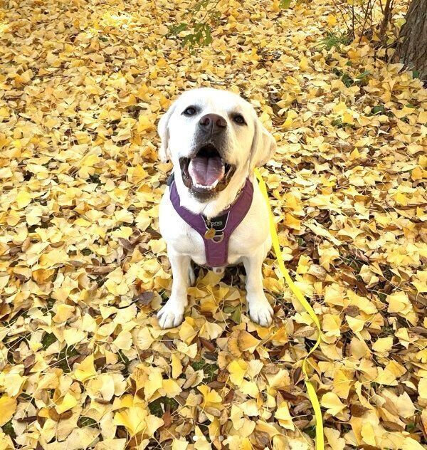 お出かけを楽しむイソくん