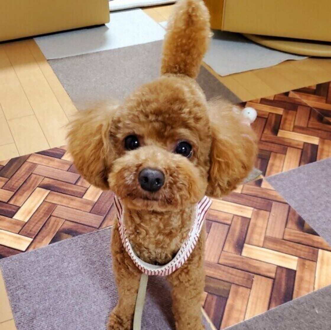 どんな気持ちなの 犬が しっぽをブンブンと振る ワケ いぬのきもちweb Magazine どんな気持ちなの 犬が しっぽをブンブンと振る ワケ いぬのきもちweb Magazine