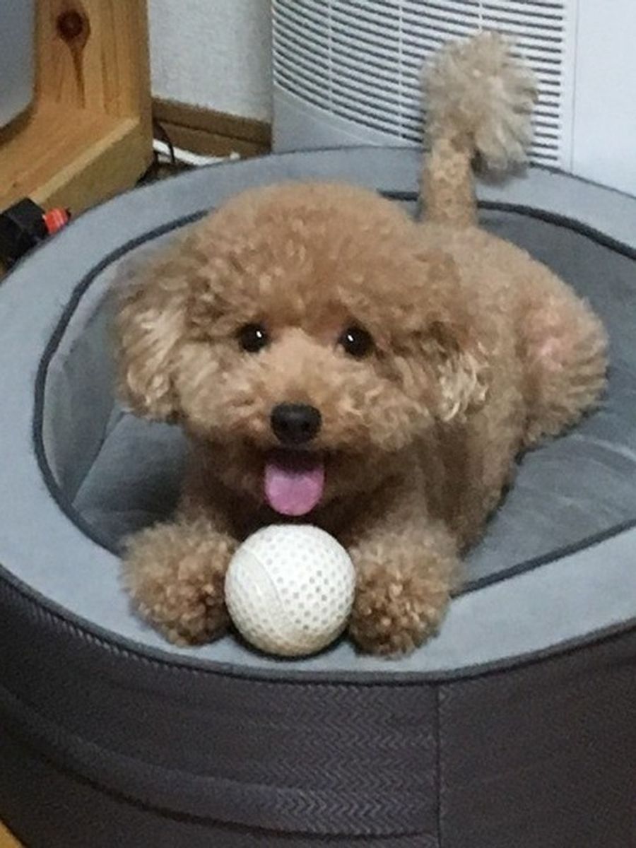 暑い日は無理せず室内遊びを 愛犬が夢中にボール遊びのやり方 いぬのきもちweb Magazine 暑い日は無理せず室内遊びを 愛犬が夢中にボール遊びのやり方 いぬのきもちweb Magazine