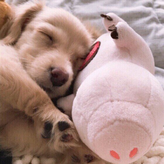 気持ちよさそうに眠るミニチュア・ダックスフンド