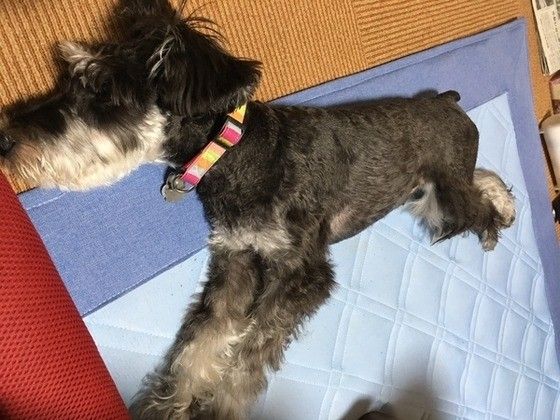 眠るミニチュア・シュナウザー