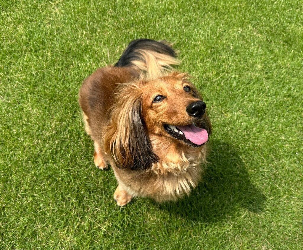 飼い主家族のテーマフラワー「ひまわり（sunflower）」から名前がついたミニチュア・ダックスフンド