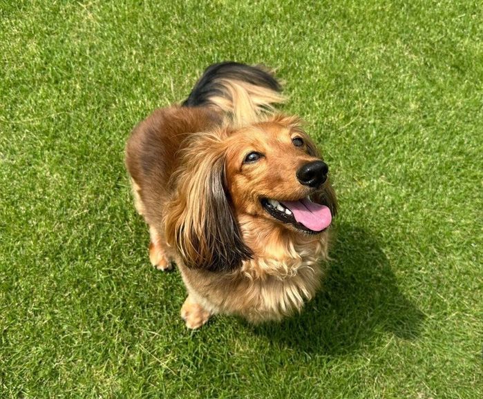 飼い主家族のテーマフラワー「ひまわり(sunflower)」から名前がついたミニチュア・ダックスフンド