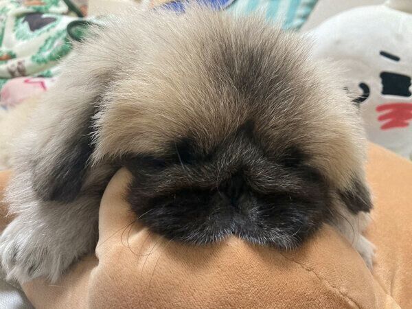 ぬいぐるみの上で眠るぽん太郎くん