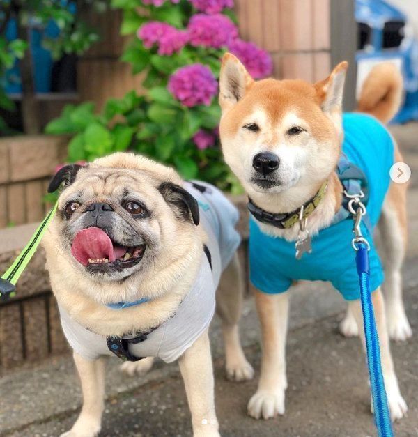 仲良しな柴犬とパグ