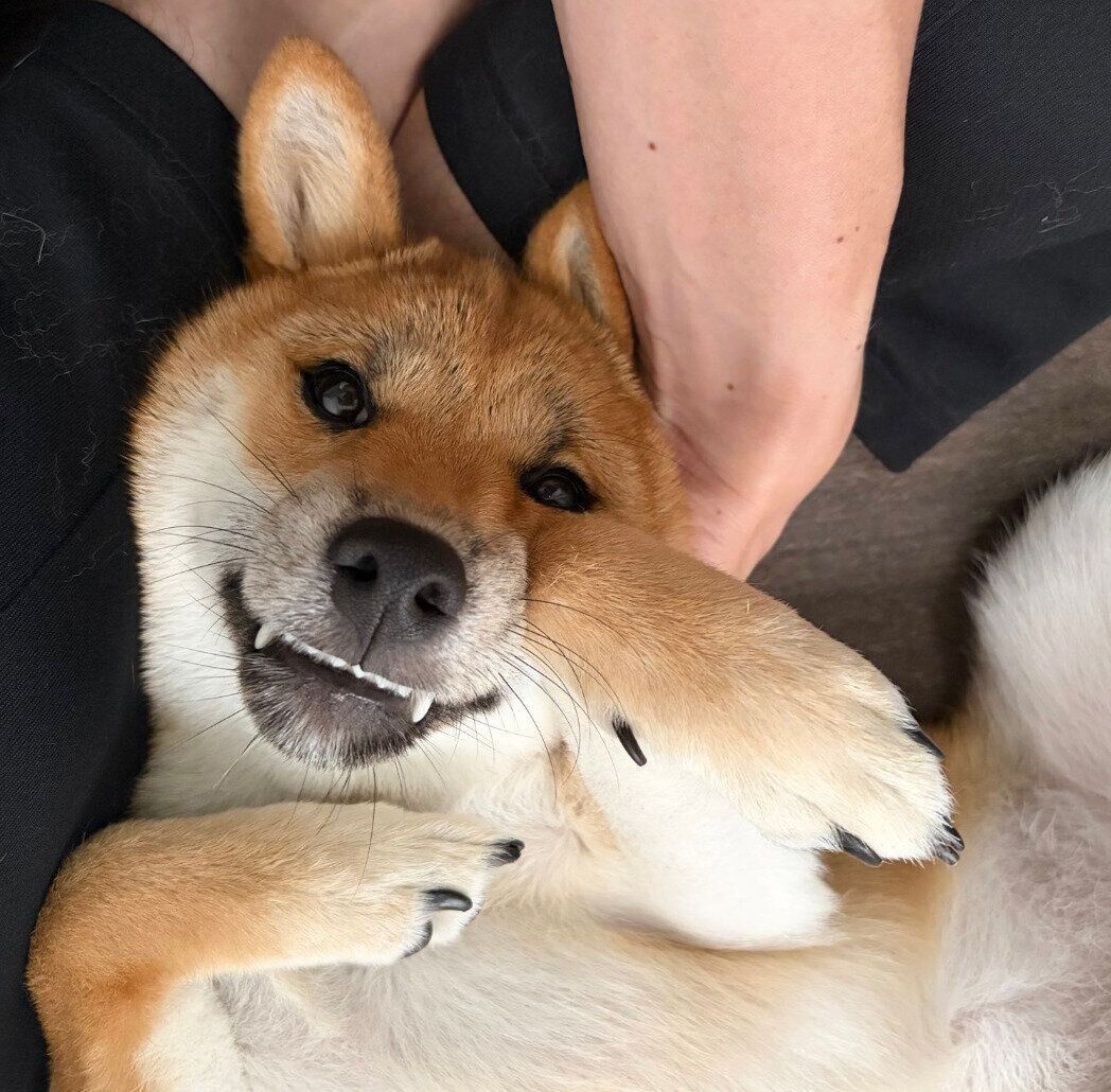 朝起きたらナデナデタイムのみりんちゃん