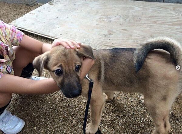 お迎え当時のこたろうくん