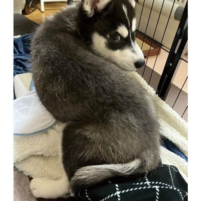 生後2カ月のころの銀慈（ぎんじ）くん