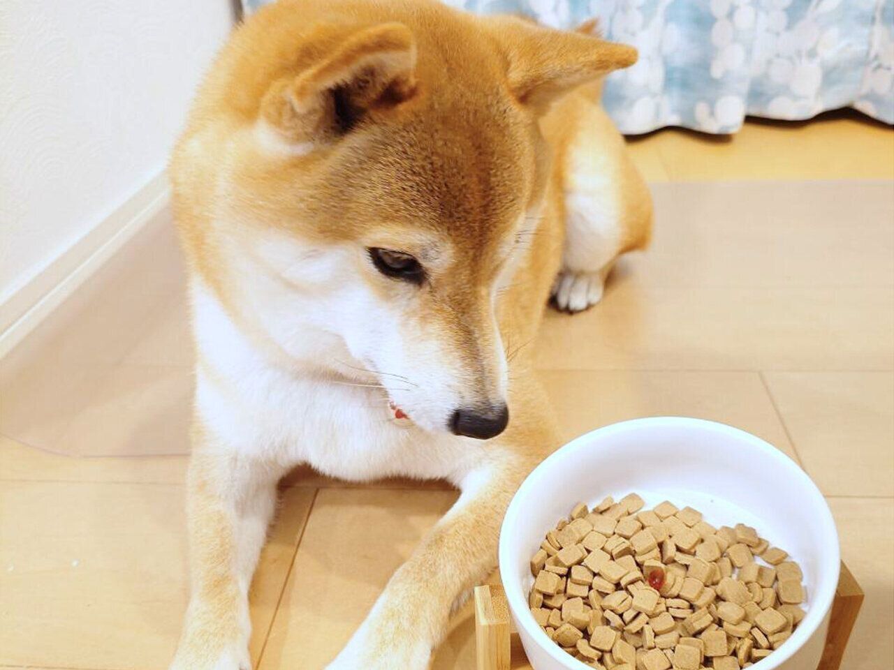 「アンチノール プラス スキンサポート」の与え方イメージ（モデルは柴犬）