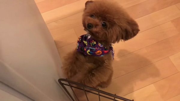 ちょこちょこダンス